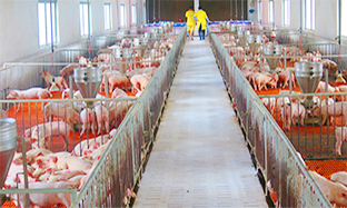 TÍNH AN TOÀN TƯƠNG ĐỐI CỦA VACCINE PHÒNG PCV2 TRONG ĐIỀU KIỆN THỰC ĐỊA